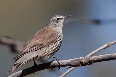 Rampichino cigliebianche