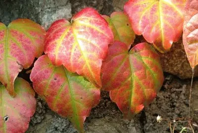 Imagem jigsaw puzzle