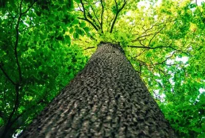 Imagem jigsaw puzzle