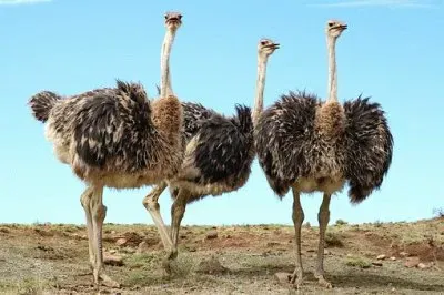 Imagem jigsaw puzzle