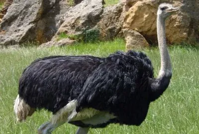 Imagem jigsaw puzzle