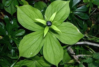 Parisette Ã  quatre feuilles