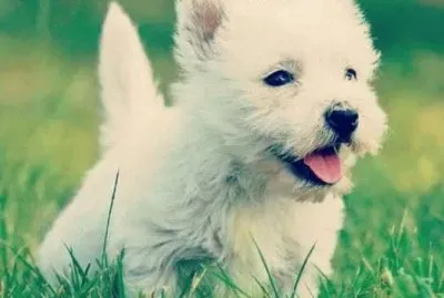 cachorrito