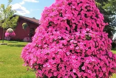 flores