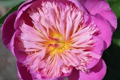 flores