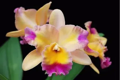 flores