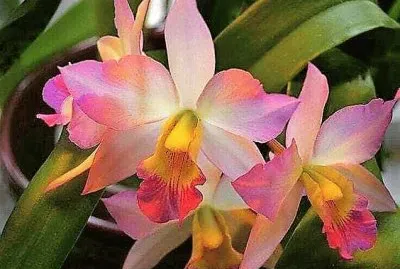 flores