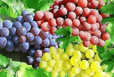 frutas