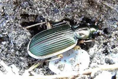 Chlaenus spoliatus