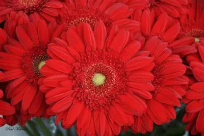 gerbera