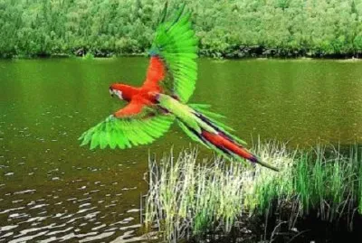 Imagem