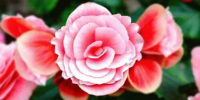 flores