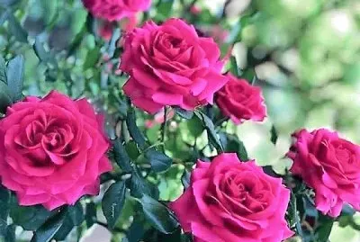 flores
