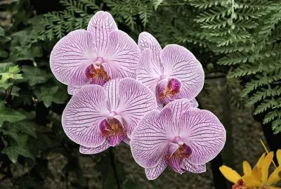 flores