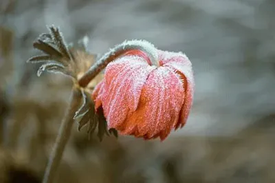 Imagem jigsaw puzzle