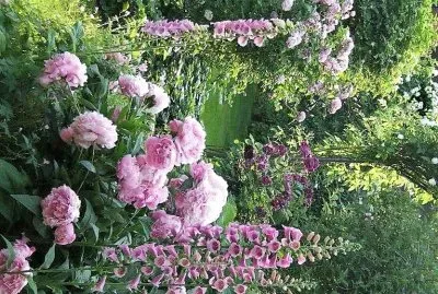 flores