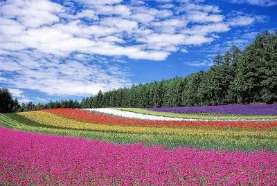 פאזל של flores