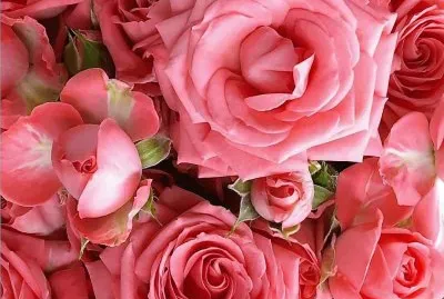 flores jigsaw puzzle