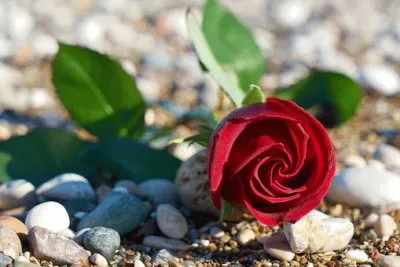 Imagem jigsaw puzzle