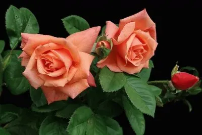 Imagem jigsaw puzzle