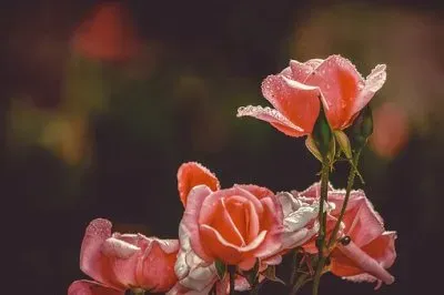 Imagem jigsaw puzzle