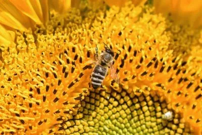 Imagem jigsaw puzzle