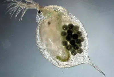 Daphnia magna