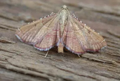 Endotricha flammealis