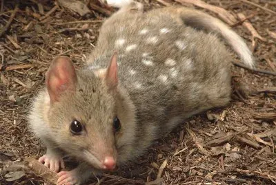 Quoll orientale