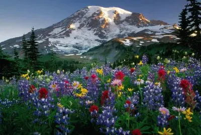 Primavera