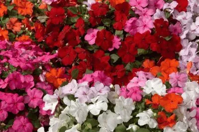 Imagem jigsaw puzzle