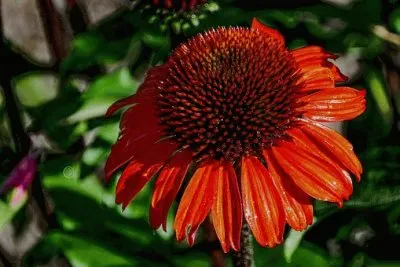 Imagem jigsaw puzzle