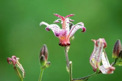 Imagem jigsaw puzzle