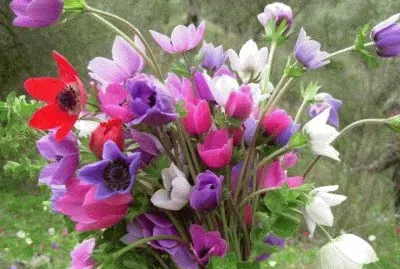 Imagem jigsaw puzzle