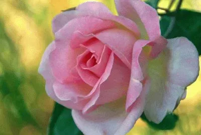 Imagem jigsaw puzzle