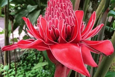 Imagem jigsaw puzzle