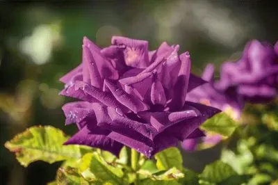 Imagem jigsaw puzzle