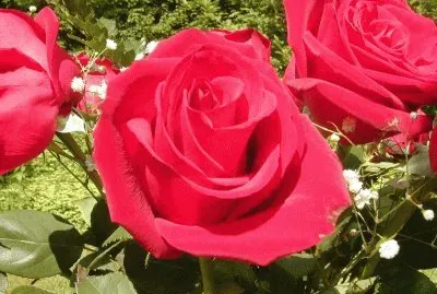 Imagem jigsaw puzzle