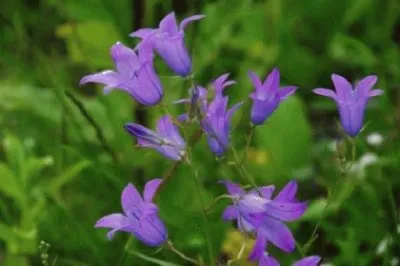 Imagem jigsaw puzzle