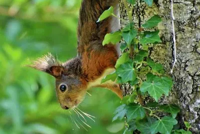 Imagem jigsaw puzzle