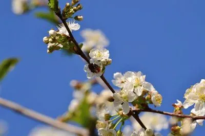 Imagem jigsaw puzzle