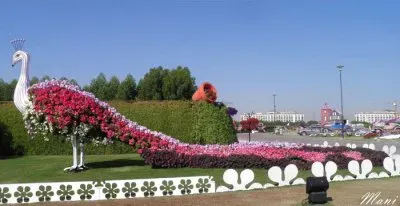 ×¤×¨×—×™× jigsaw puzzle