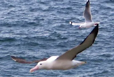 Albatro reale del nord