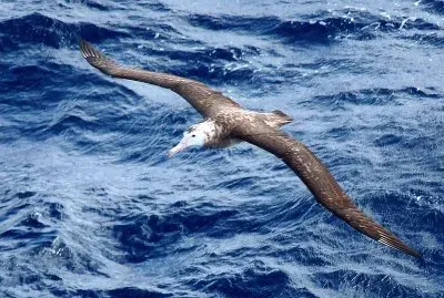 Albatro di tristan