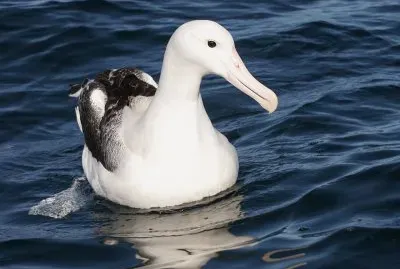 Albatro reale del sud