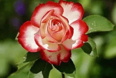 Imagem jigsaw puzzle