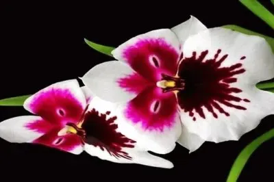 flores jigsaw puzzle