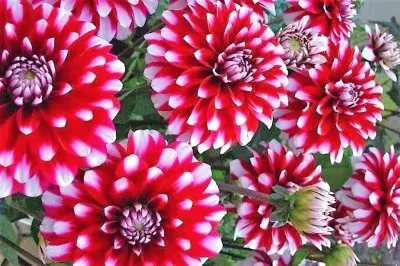 flores jigsaw puzzle