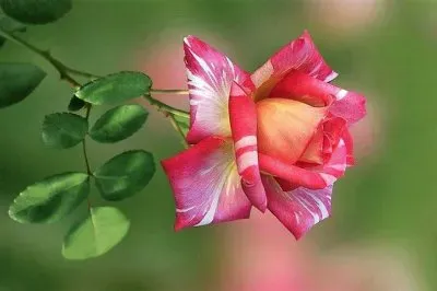 flores jigsaw puzzle