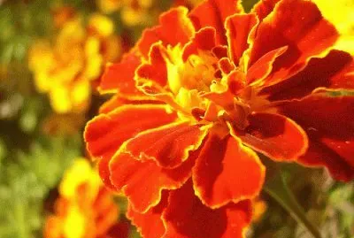 Imagem jigsaw puzzle